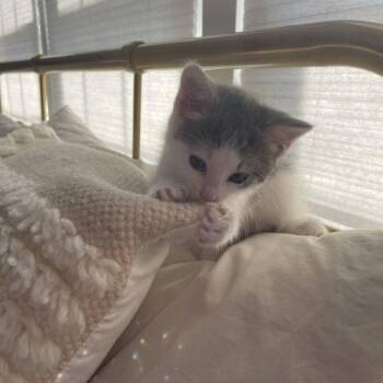 Domestic Short Hair Cats Available for Adoption in Fishers, Indiana - Ash | PetCurious