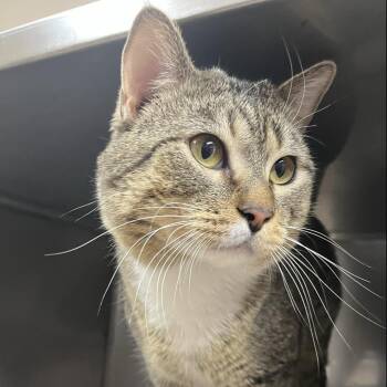 Domestic Short Hair Cats Available for Adoption in Las Vegas, Nevada - Flit | PetCurious