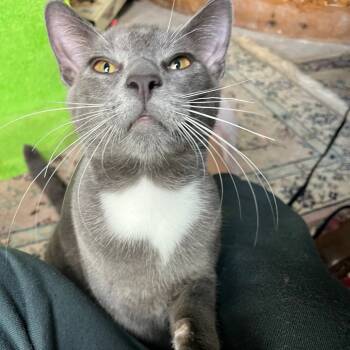 Rescue Domestic Short Hair Cats for Adoption in Los Angeles, California - Kelvin | PetCurious