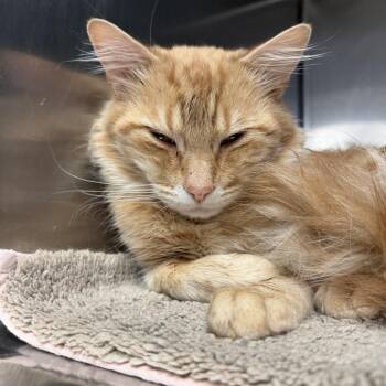 Hot Wheels - Butler campus! -  Domestic Medium Hair Cat for Adoption in Flagstaff, Arizona - Hot Wheels - Butler Campus! | PetCurious