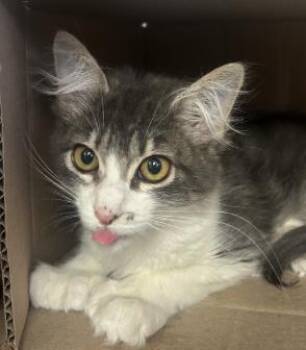 Gwen -  Domestic Short Hair Cat for Adoption in Roseville, California - Gwen | PetCurious