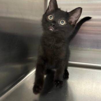 Alex -  Domestic Short Hair Cat for Adoption in Burlington, Iowa - Alex | PetCurious