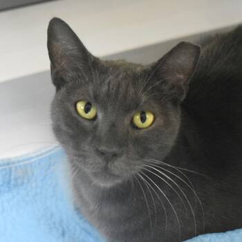 Doodlebug -  Domestic Short Hair Cat for Adoption in St. Petersburg, Florida - Doodlebug | PetCurious