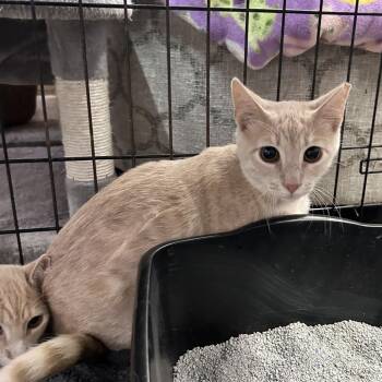 Endless Summer -  Domestic Short Hair Cat for Adoption in Boerne, Texas - Endless Summer | PetCurious