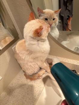 Nimbus -  Siamese Cat for Adoption in Oceanside, California - Nimbus | PetCurious