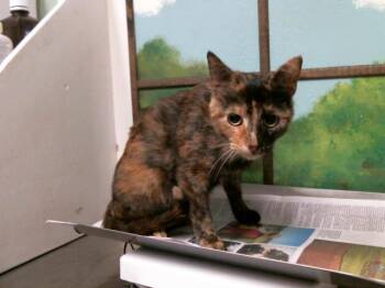 Domestic Short Hair Cats Available for Adoption in Houston, Texas - SHELLIE | PetCurious