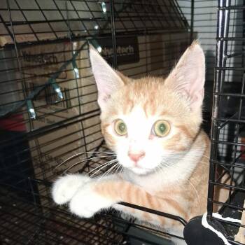 Lafayette -  Domestic Short Hair Cat for Adoption in Calimesa, California - Lafayette | PetCurious