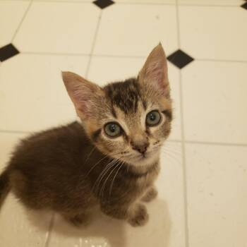Stoney -  Domestic Short Hair Cat for Adoption in Madisonville, Tennessee - Stoney | PetCurious