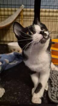 Dr. Mel -  Domestic Short Hair Cat for Adoption in St. Peters, Missouri - Dr. Mel | PetCurious