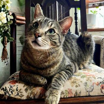 Domestic Short Hair Cats Available for Adoption - Clyde | PetCurious