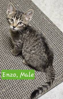 Rescue Domestic Short Hair Cats for Adoption in Owatonna, Minnesota - Enzo | PetCurious
