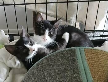 Domestic Short Hair Cats Available for Adoption in Alafaya, Florida - Smoke | PetCurious