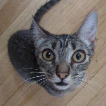Gilligan -  Domestic Short Hair Cat for Adoption in Long Beach, California - Gilligan | PetCurious