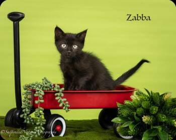 Domestic Short Hair Cats Available for Adoption in San Jacinto, California - Zabba | PetCurious