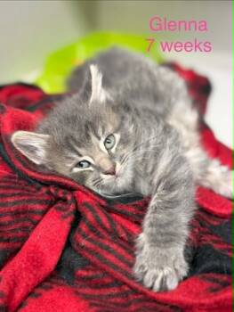 Domestic Long Hair Cats Available for Adoption in Fayetteville, West Virginia - Glenna | PetCurious
