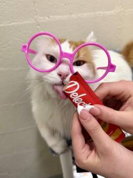 Domestic Long Hair Cats Available for Adoption in Fruit Heights, Utah - Sparky | PetCurious