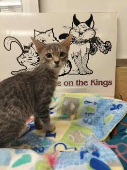 Rescue Tabby Cats for Adoption in Parlier, California - Tom | PetCurious