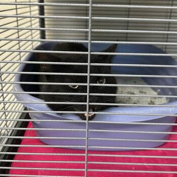 Domestic Short Hair Cats Available for Adoption in Hannibal, Missouri - Rolly | PetCurious
