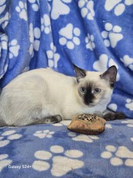 Ruby Pearl -  Siamese Cat for Adoption in Pompano Beach, Florida - Ruby Pearl | PetCurious