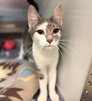 Jasmine -  Domestic Short Hair Cat for Adoption in Nashville, Tennessee - Jasmine | PetCurious