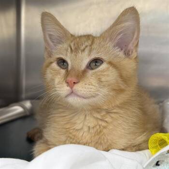 TUNA -  Domestic Medium Hair Cat for Adoption in Las Vegas, Nevada - TUNA | PetCurious