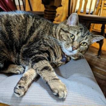 Kitty -  Domestic Short Hair Cat for Adoption in Lyle, Minnesota - Kitty | PetCurious