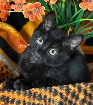 5/19/26 Lily -  Domestic Short Hair Cat for Adoption in Stillwater, Oklahoma - 5/19/26 Lily | PetCurious
