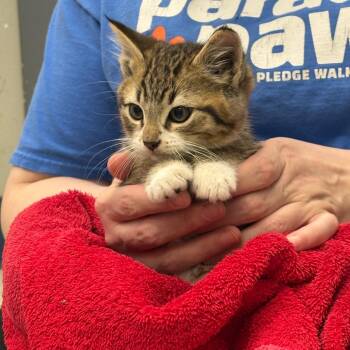 Domestic Short Hair Cats Available for Adoption in Spokane, Washington - SpaghettiOs | PetCurious