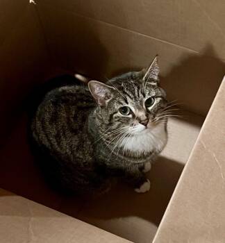 Sophia -  Tabby Cat for Adoption in Kinnelon, New Jersey - Sophia | PetCurious