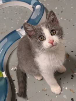 Rescue Domestic Short Hair Cats for Adoption in Johnson City, Tennessee - Rauw | PetCurious