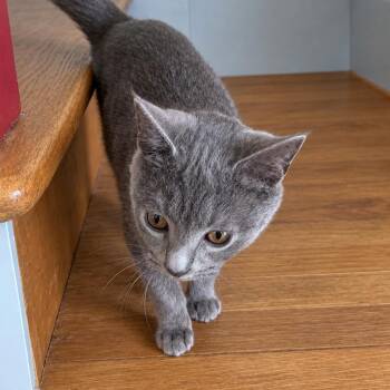 Cinder -  Domestic Short Hair Cat for Adoption in Detroit, Michigan - Cinder | PetCurious