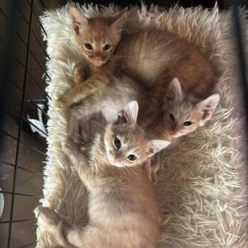 Graham -  Domestic Short Hair Cat for Adoption in Portage, Michigan - Graham | PetCurious