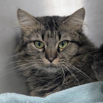 Ace -  Domestic Long Hair Cat for Adoption in Springfield, Illinois - Ace | PetCurious
