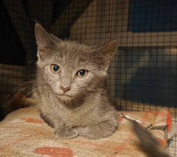 Rescue Domestic Short Hair Cats for Adoption in Parkville, Maryland - Lattice | PetCurious