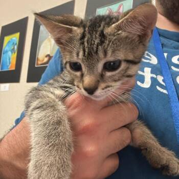 Domestic Short Hair Cats Available for Adoption in Chino Hills, California - Ralphie - Chino Hills Location | PetCurious