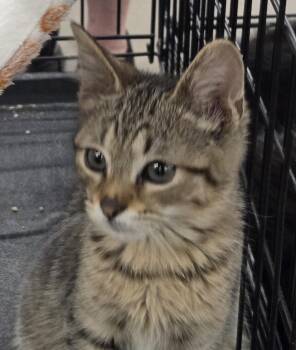 Dudley -  Domestic Short Hair Cat for Adoption in Frankfort, Michigan - Dudley | PetCurious