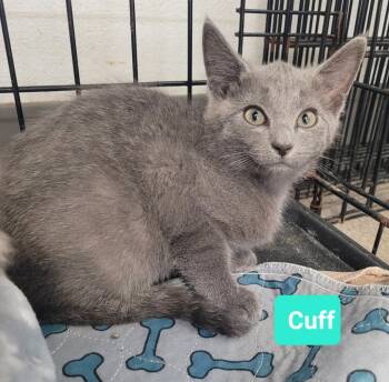 Rescue Domestic Short Hair Cats for Adoption in Richmond, Indiana - Cuff | PetCurious