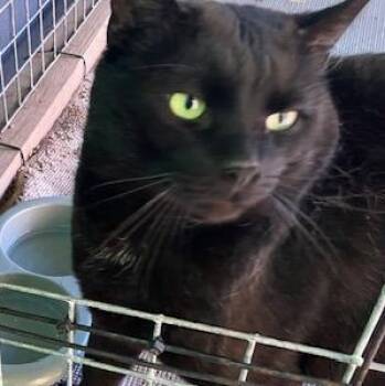 Cody -  Domestic Short Hair Cat for Adoption in Braintree, Massachusetts - Cody | PetCurious