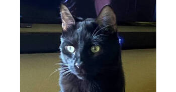 Rescue Domestic Short Hair Cats for Adoption in Los Lunas, New Mexico - Stephanie's Coal | PetCurious