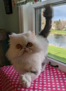 Persian Cats Available for Adoption in Kenosha, Wisconsin - MISSY | PetCurious