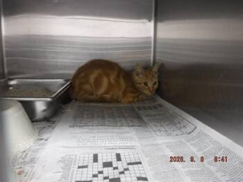 SIMON -  Domestic Short Hair Cat for Adoption in Oroville, California - SIMON | PetCurious