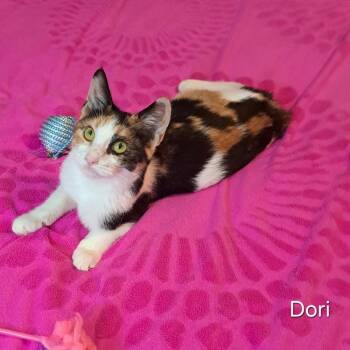 Dori -  Domestic Short Hair Cat for Adoption in Groveland, Massachusetts - Dori | PetCurious