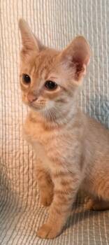 Mr. Coco -  Domestic Short Hair Cat for Adoption in New York, New York - Mr. Coco | PetCurious