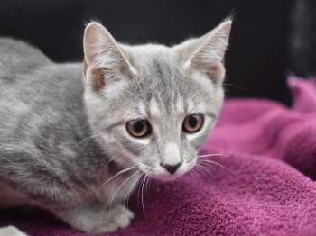 Grace -  Domestic Short Hair Cat for Adoption in Portland, Oregon - Grace | PetCurious