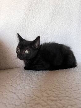 Rescue Domestic Short Hair Cats for Adoption in Rochester, Indiana - Bronx | PetCurious