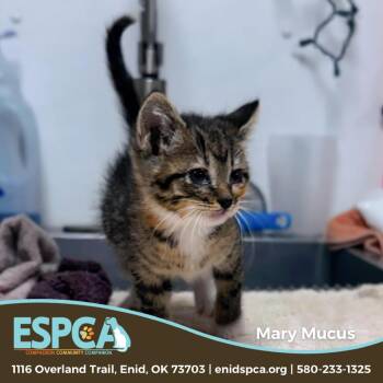 Mary Mucus -  Domestic Short Hair Cat Available for Adoption in Enid, Oklahoma - Mary Mucus | PetCurious