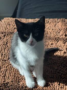 Dorothy -  Domestic Short Hair and Tabby Cat for Adoption in Utica, Michigan - Dorothy | PetCurious