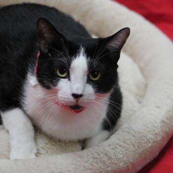 Rescue Domestic Short Hair and Tuxedo Cats for Adoption in Lemont, Illinois - Didi | PetCurious