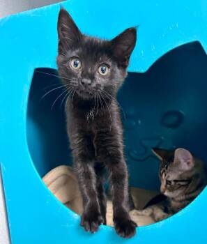 Snap -  Domestic Short Hair Cat for Adoption in Seattle, Washington - Snap | PetCurious