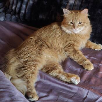 Midge -  Domestic Long Hair Cat for Adoption in Saint Paul, Minnesota - Midge | PetCurious